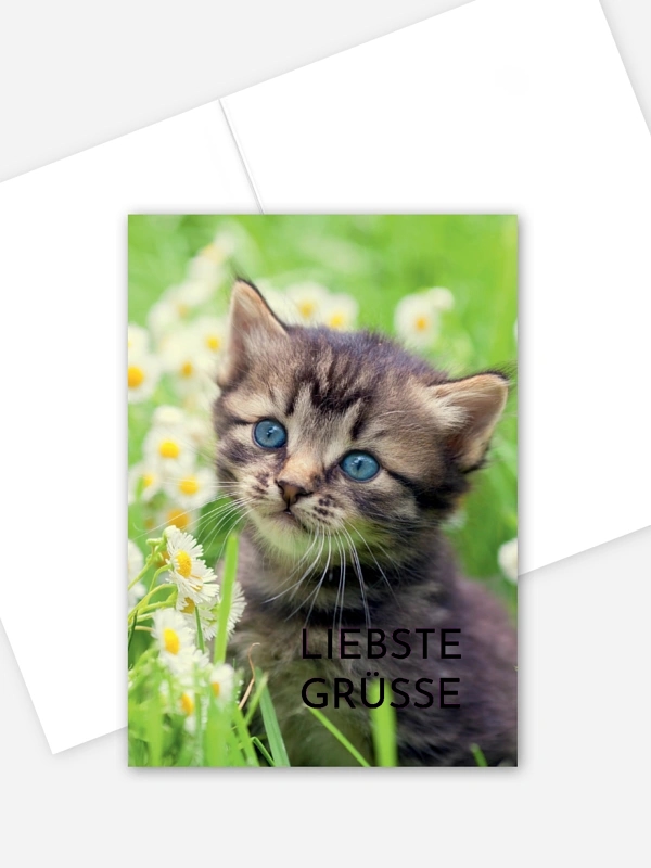 Katze