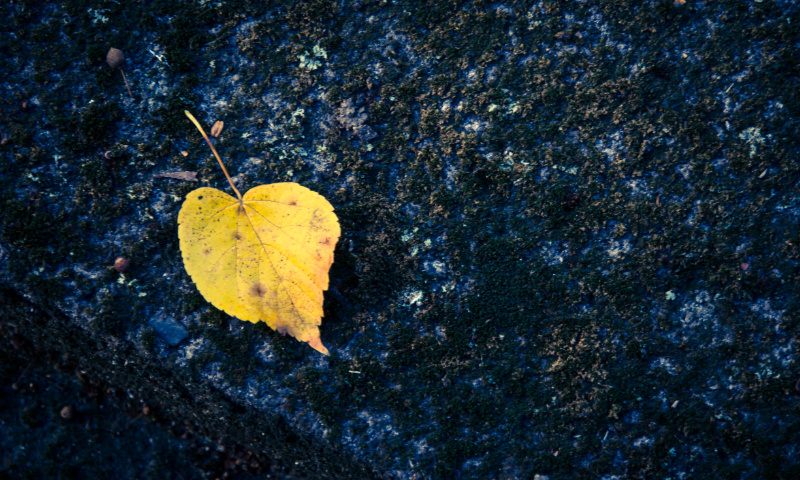 Herzförmiges Blatt