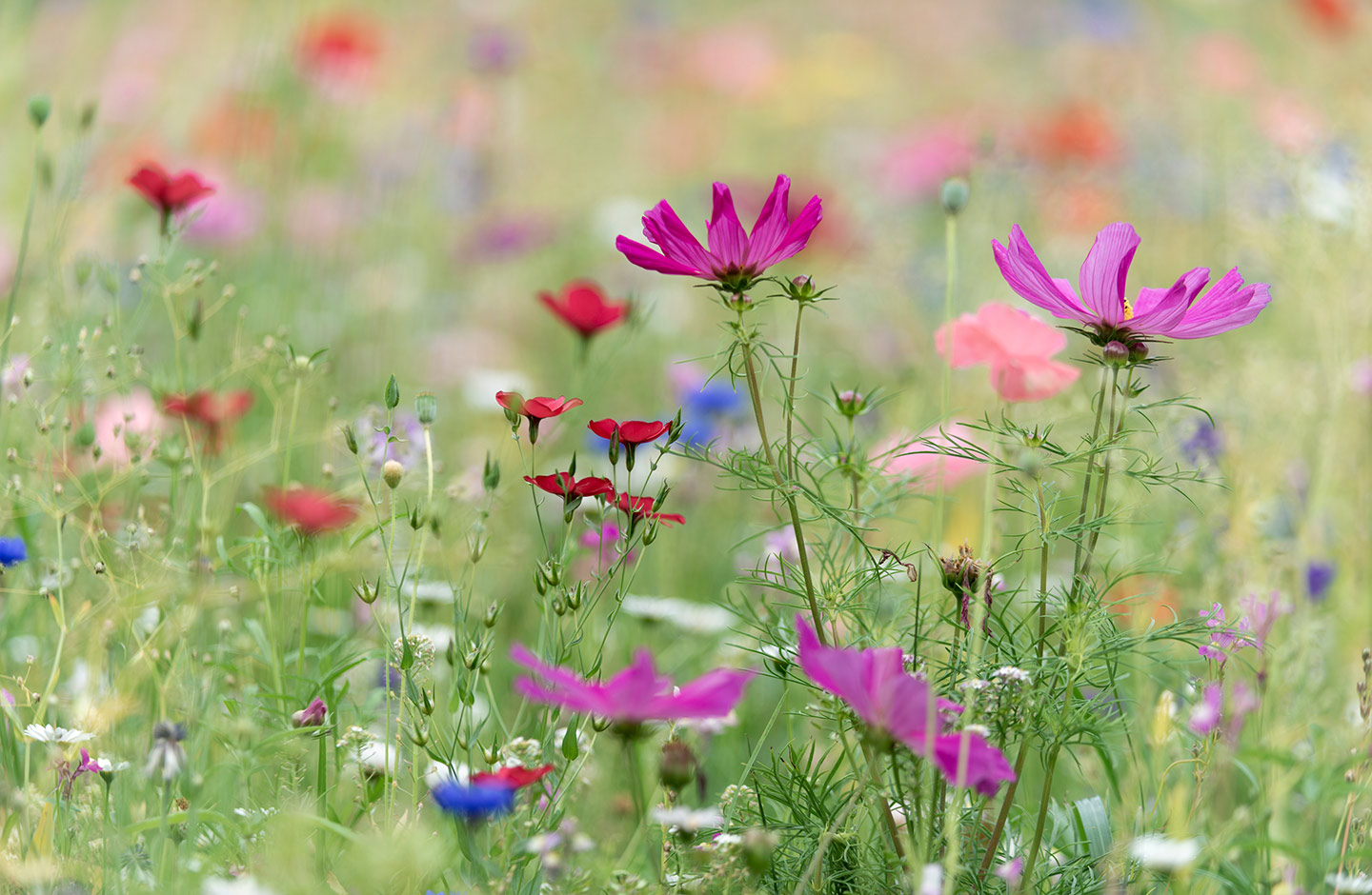 Eine Wildblumenwiese im Sommer