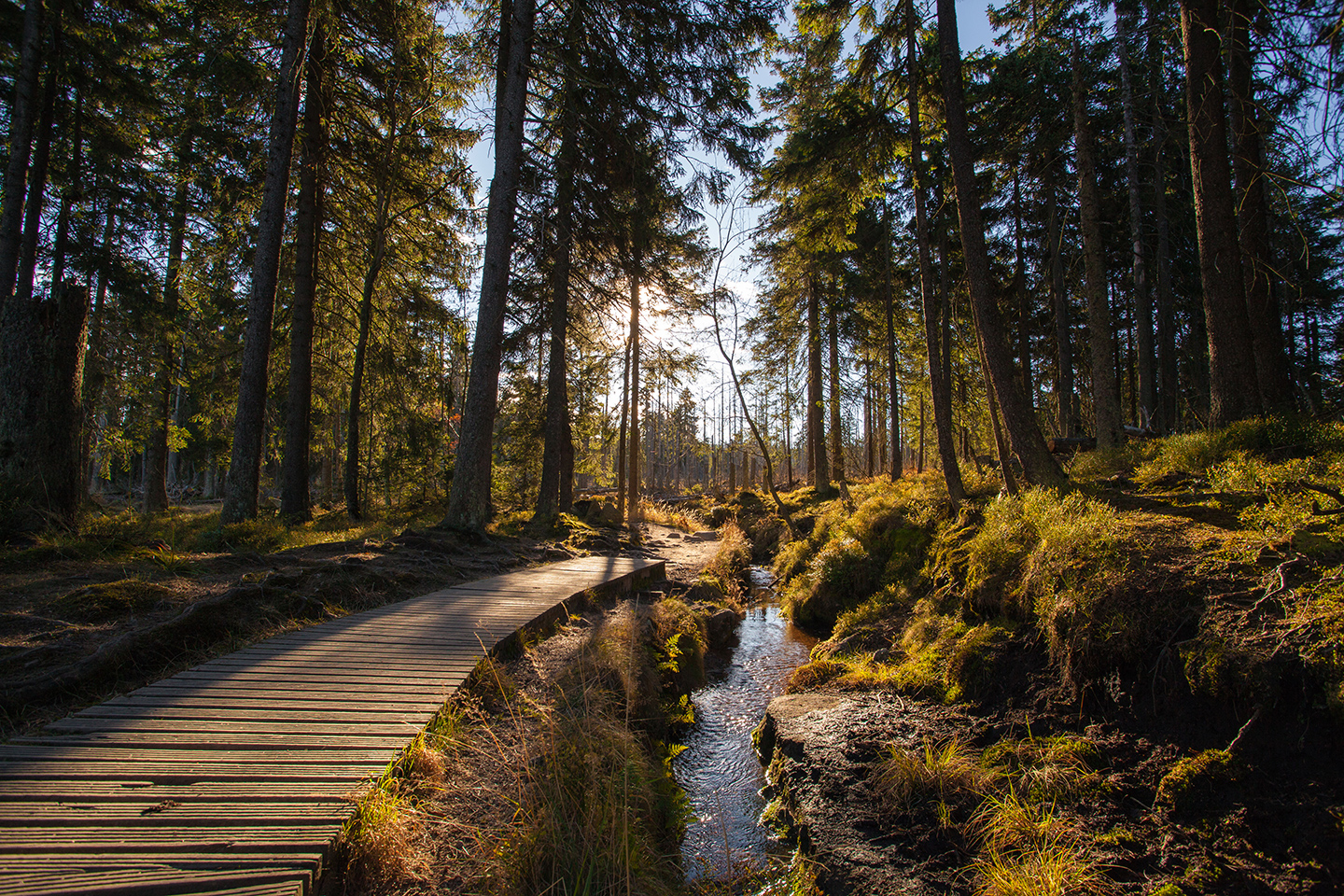 Ein idyllischer Wanderweg durch einen Wald in Deutschland. Ein Fluss fließt neben dem Holzsteg, der durch die hohen Bäume führt. Die untergehende Sonne zaubert ein wundervolles Licht. 