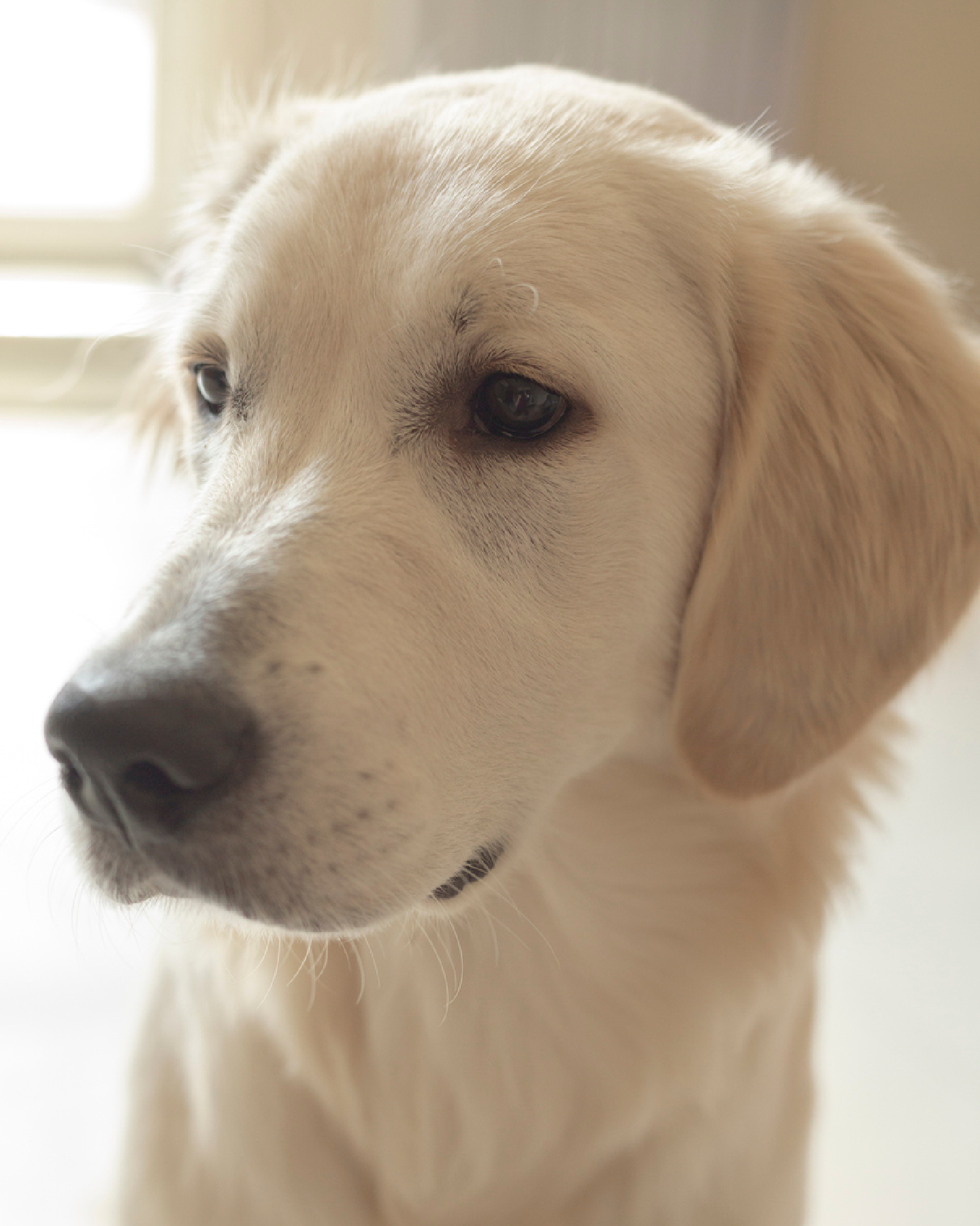 Motiv-Ideen für den Fotokalender: Haustier fotografieren